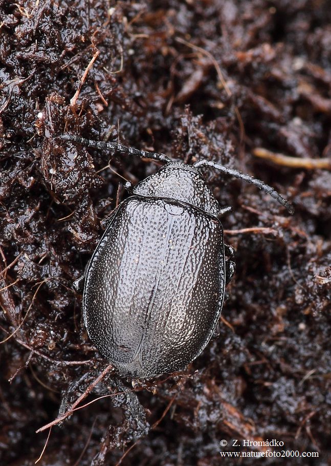 bázlivec vratičový, Galeruca tanaceti (Linnaeus, 1758) (Brouci, Coleoptera)